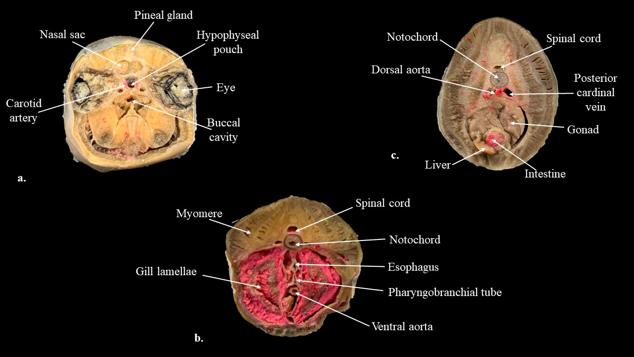 Secciones transversales de las regiones de cabeza (a), faringe (b) y tronco (c) de la lamprea.