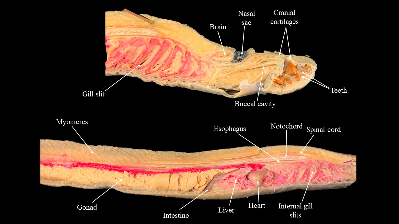 Midsagittal section of lamprey.