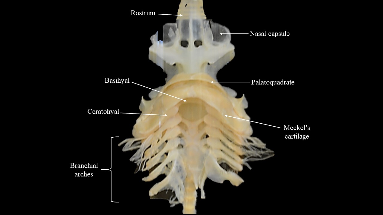 Vista ventral del esplanocnocranio y condrocranio de Squalus.