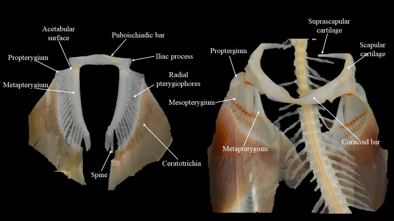 Pelvic girdle (left) and pectoral girdle (right) of Squalus.