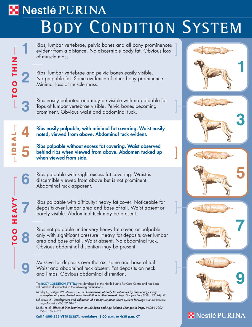 Image of body condition scoring of dogs descriptive and visually.
