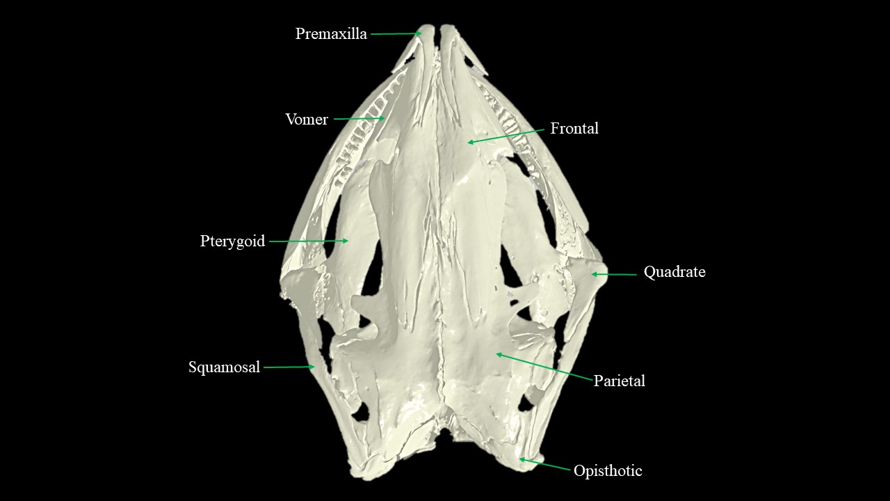 Vista dorsal del cráneo de Necturus.