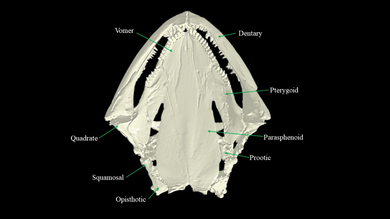 Vista ventral del cráneo de Necturus.