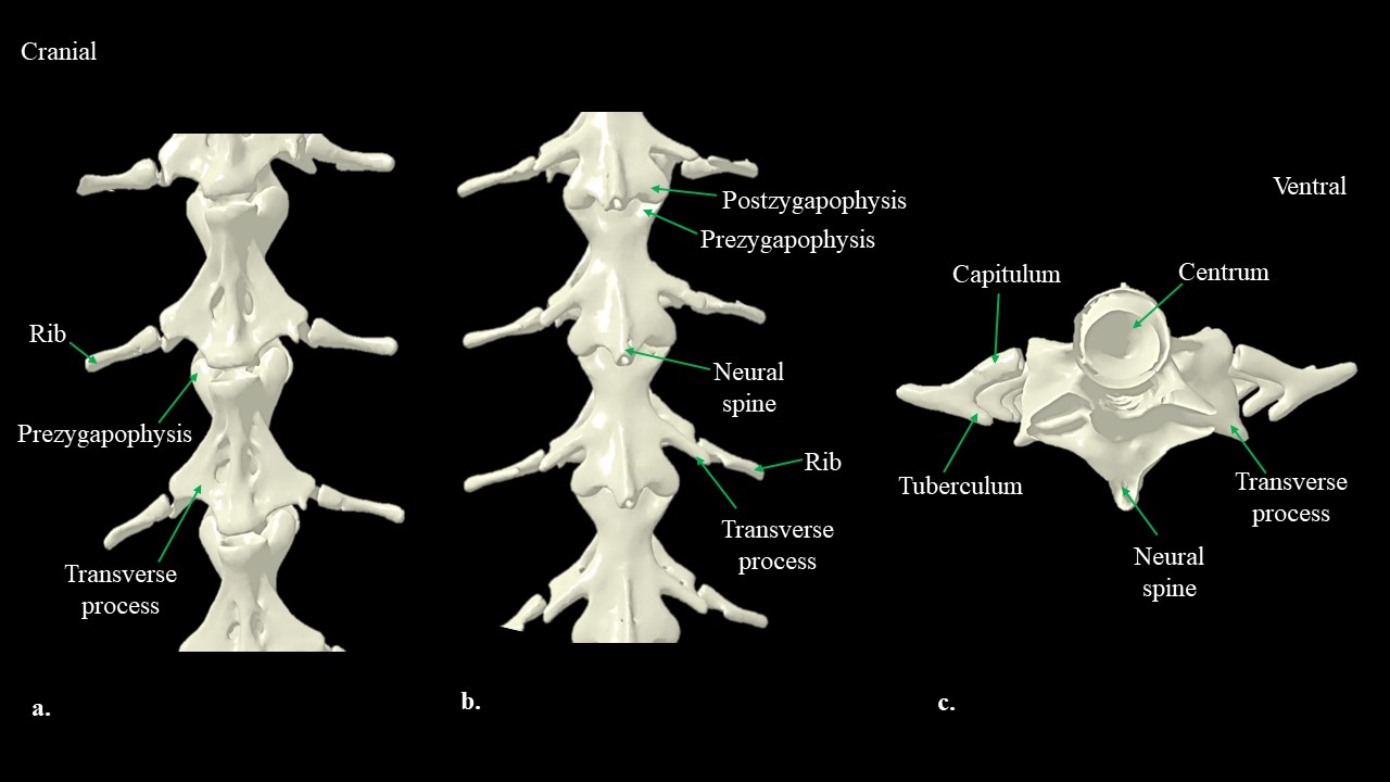 a. Vista ventral de Necturus vertebrae y costillas, b. Vista dorsal de Necturus vertebrae y costillas, c. Vista craneal de Necturus vertebra y costillas.