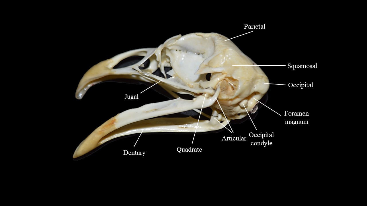Vista ventrolateral del cráneo de paloma.