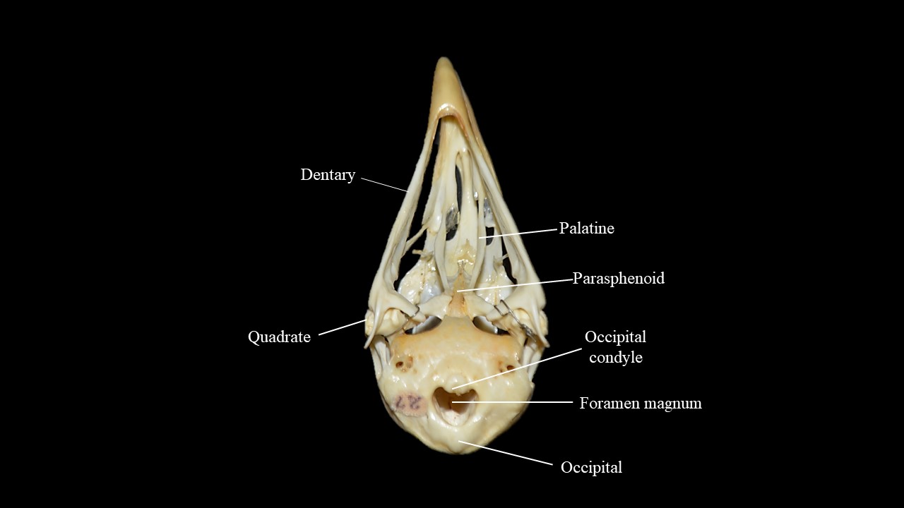 Vista ventral del cráneo de paloma