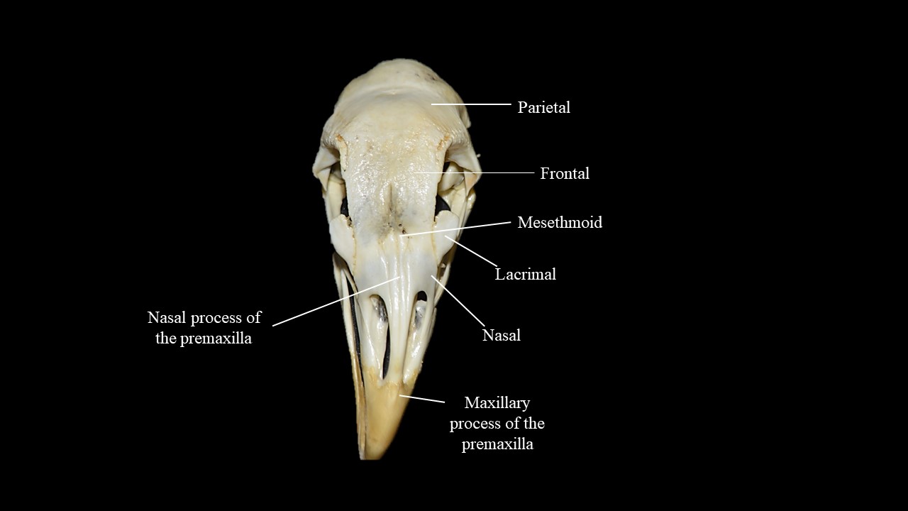 Vista dorsal del cráneo de paloma.