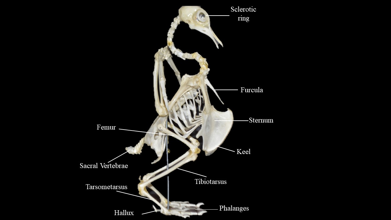 Vista lateral del esqueleto de paloma.