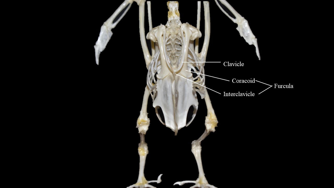 Vista anterior del esqueleto de paloma