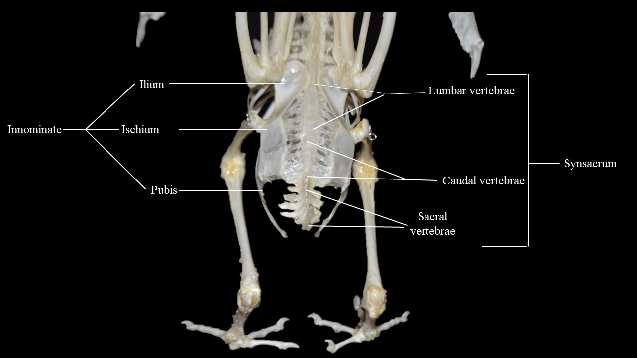Vista posterior del esqueleto de paloma