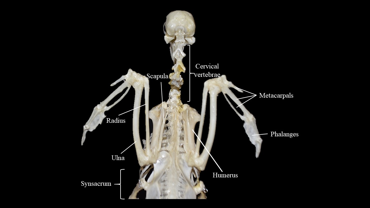 Posterior view of pigeon forelimb and thoracic region