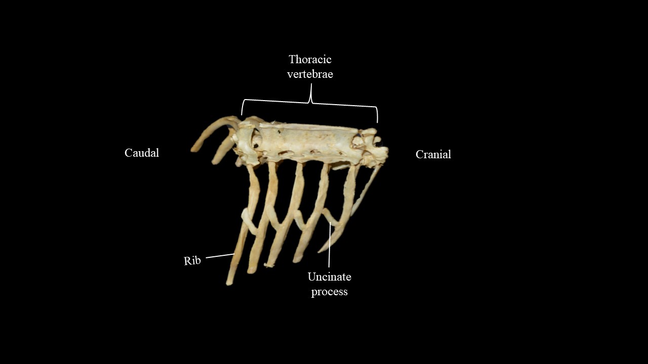 Lateral view of pigeon thoracic cage