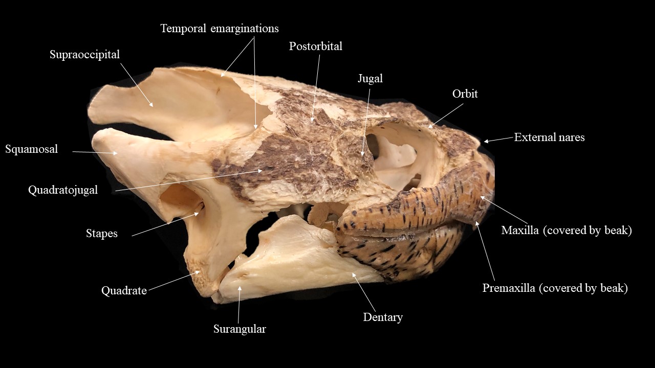 Vista lateral de cráneo y mandíbula de tortuga.