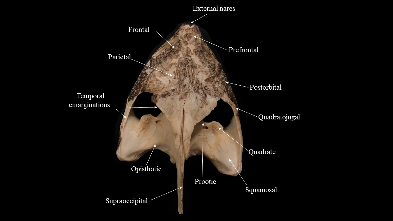 Vista dorsal del cráneo de tortuga.