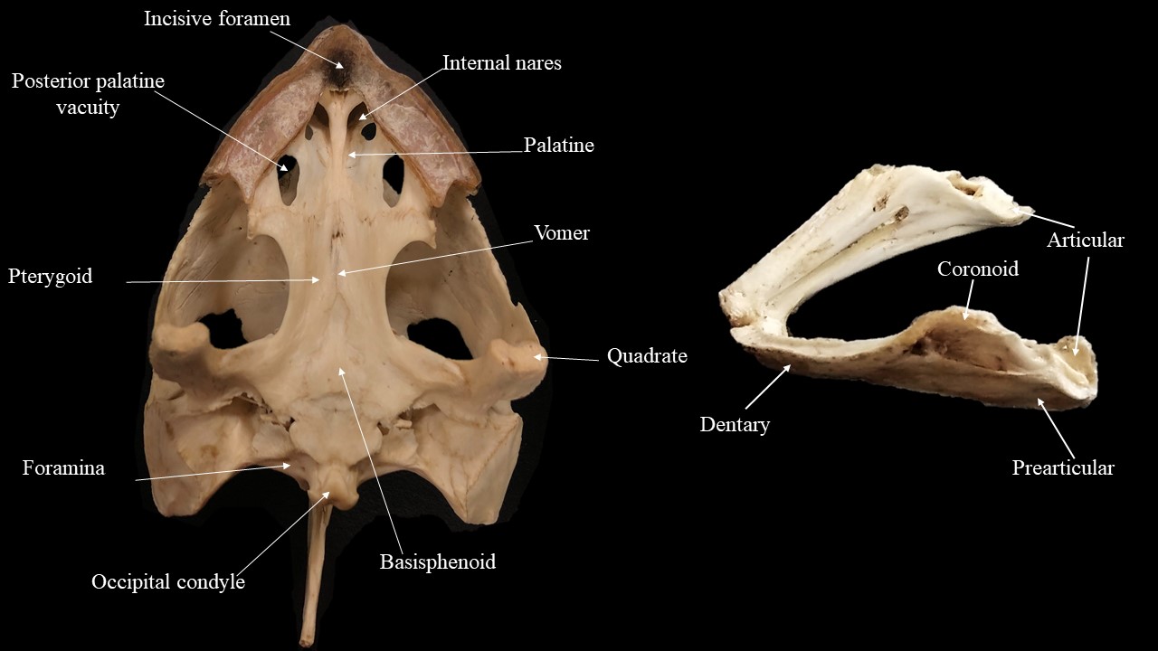 Vista ventral del cráneo de tortuga.