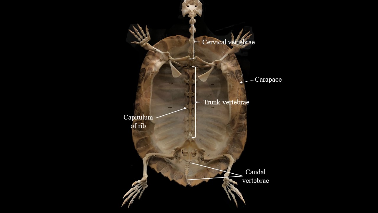 Vista ventral del esqueleto de tortuga, plastrón eliminado