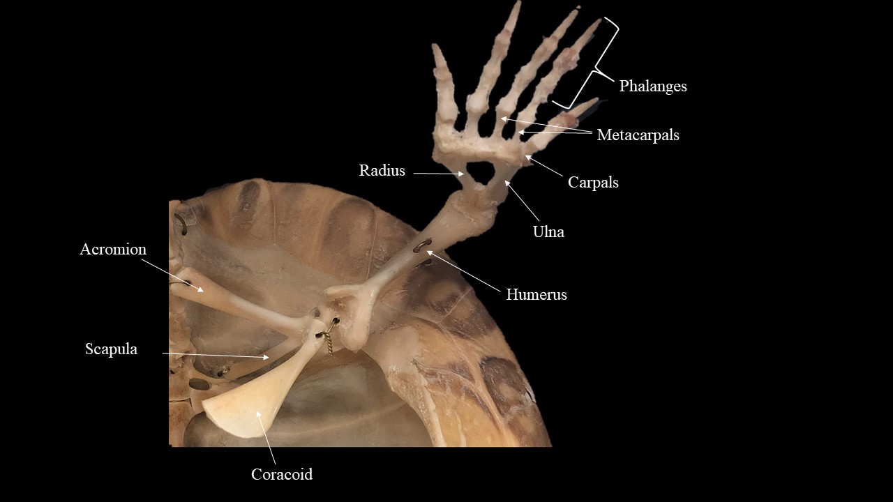 Left pectoral girdle and limb of turtle, ventral view.