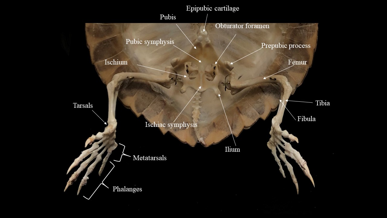 Faja pélvica y extremidades posteriores de tortuga, vista ventral.