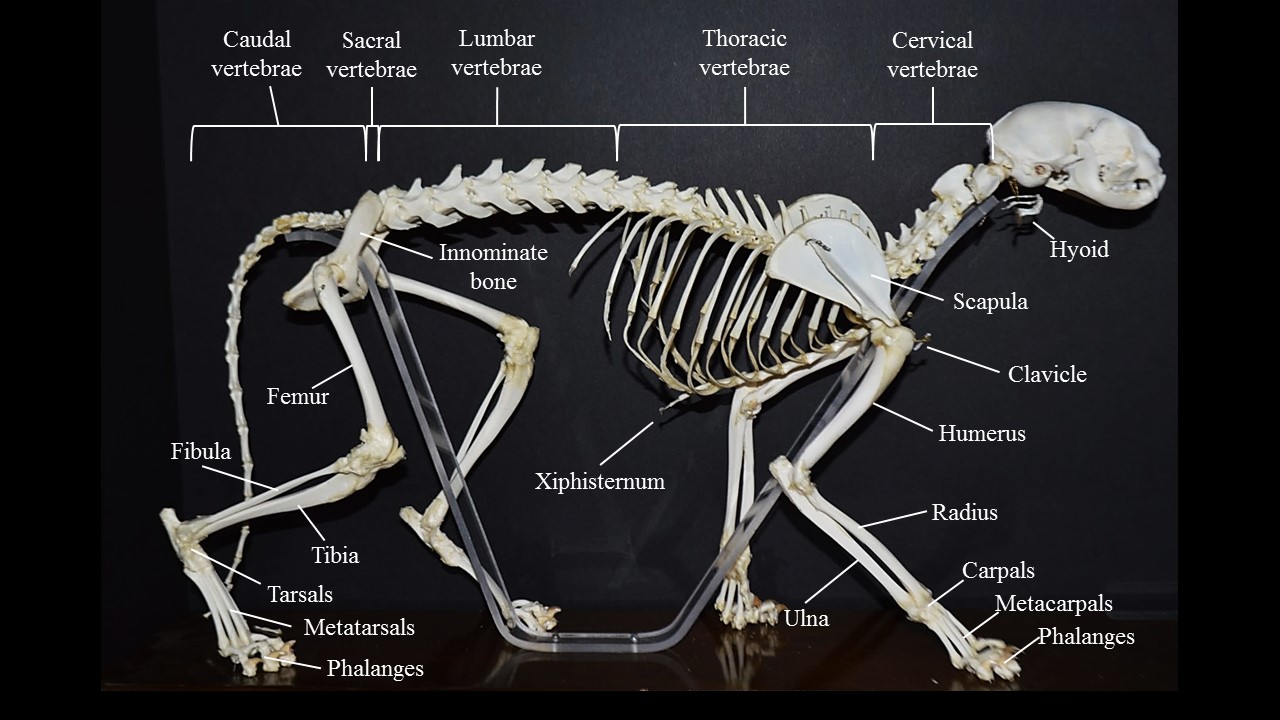 Lateral view of complete cat skeleton