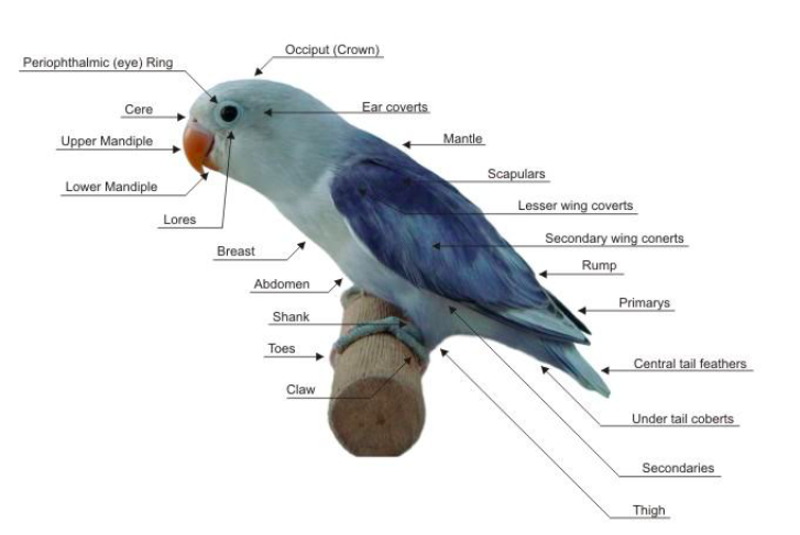 Imagen que muestra la anatomía externa de un ave parecida a un loro.