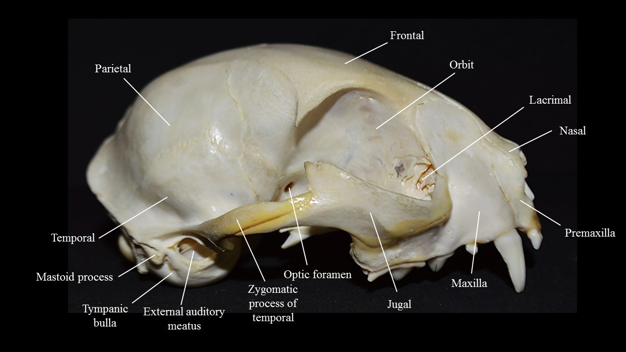 Lateral view of the cat skull, dentary bone removed.