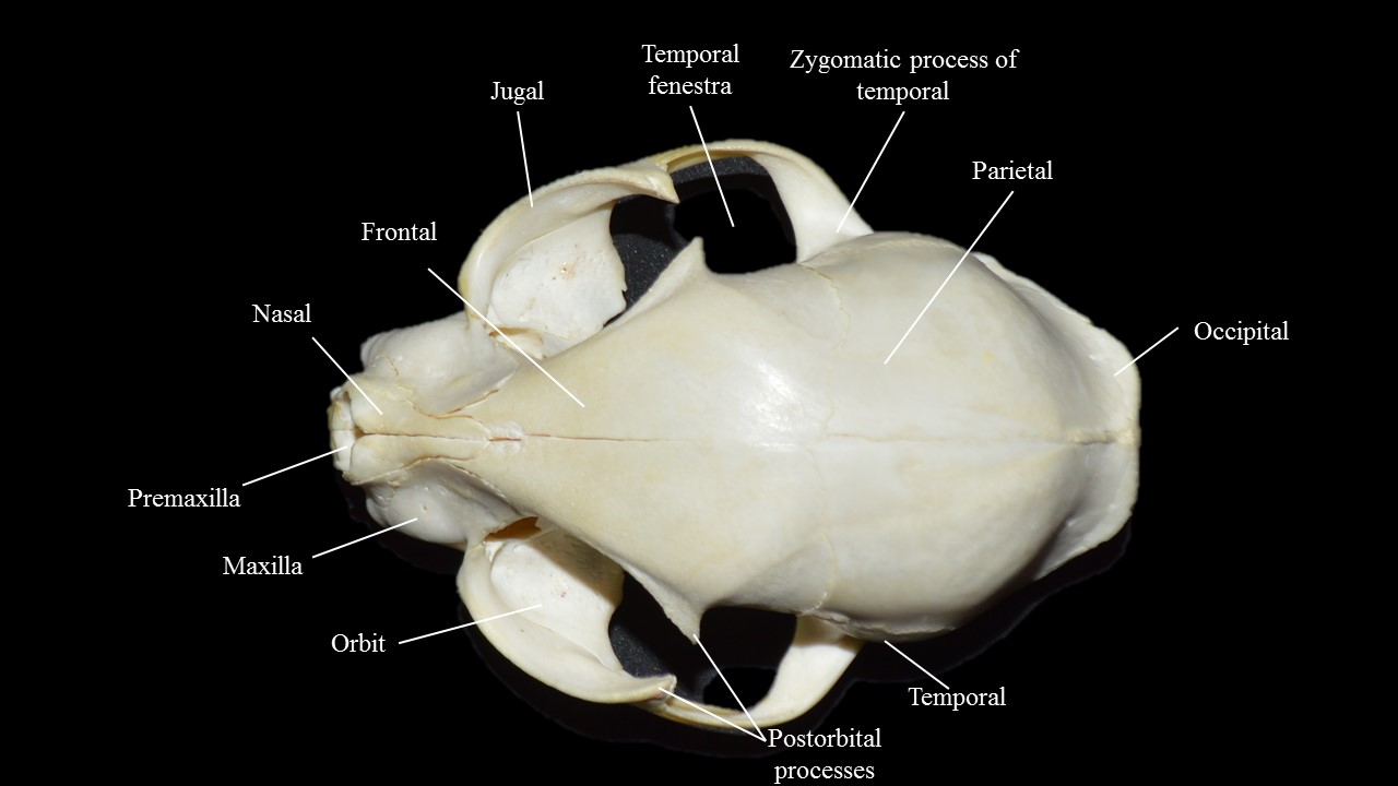 Vista dorsal del cráneo de gato