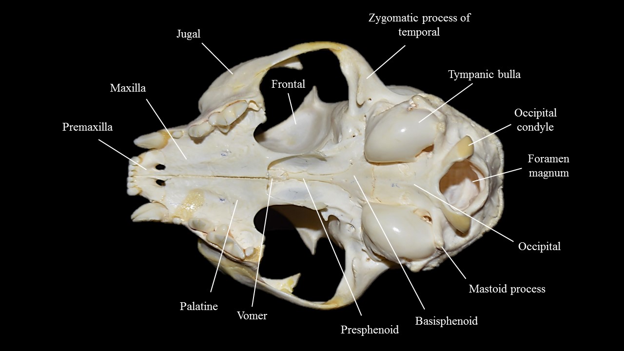 Vista ventral del cráneo de gato