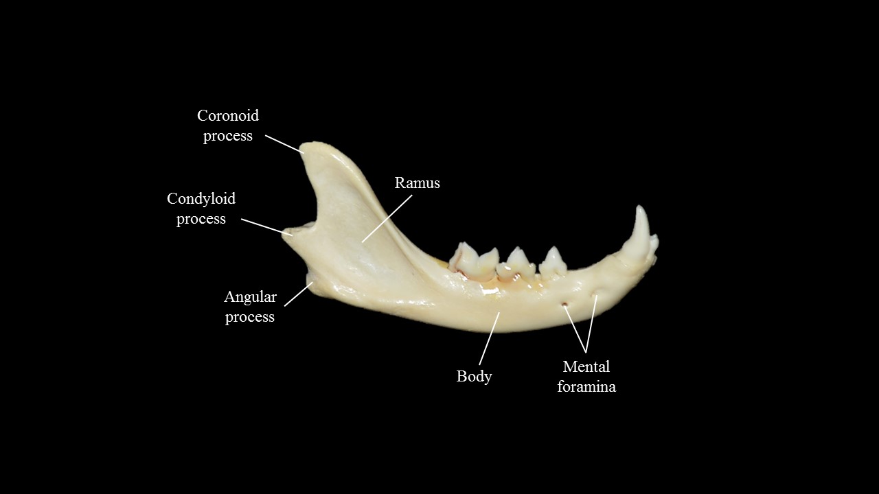 vista lateral del hueso dentario del gato