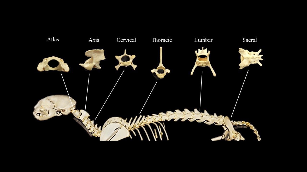 Vista lateral del esqueleto de gato con atlas, eje, cérvica, vértebras torácicas, lumbares y sacros