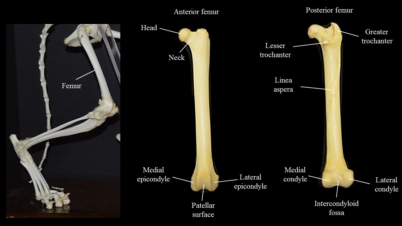 anterior and posterior views of cat femur