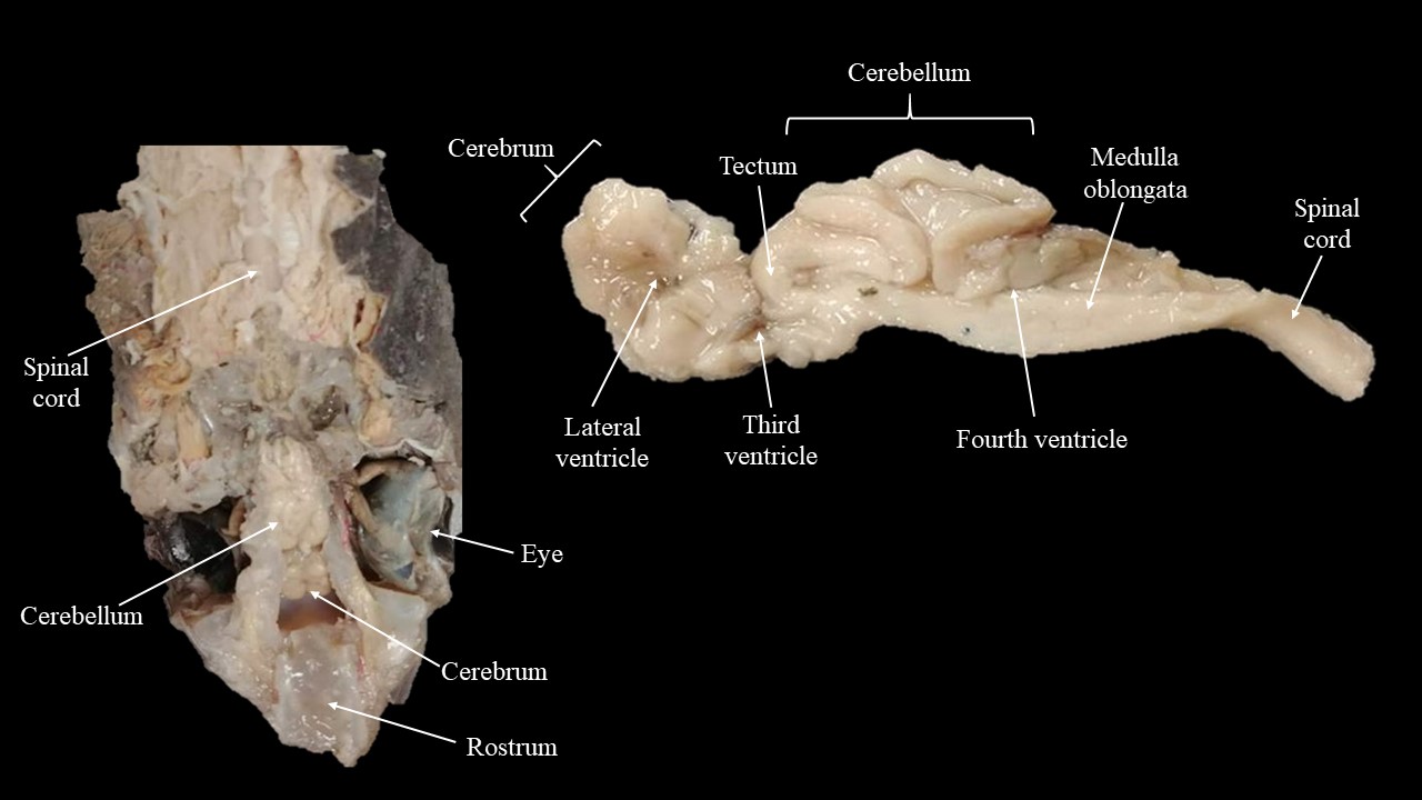 Vista dorsal (izquierda) del cerebro de escualus y sección midsagtal a través del cerebro de escualus (derecha).