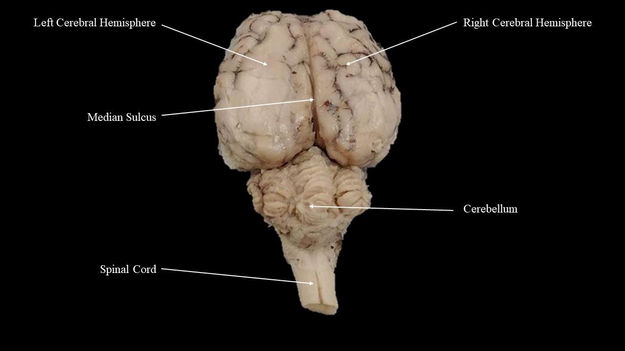 Dorsal view of the sheep brain. Dura matter removed.