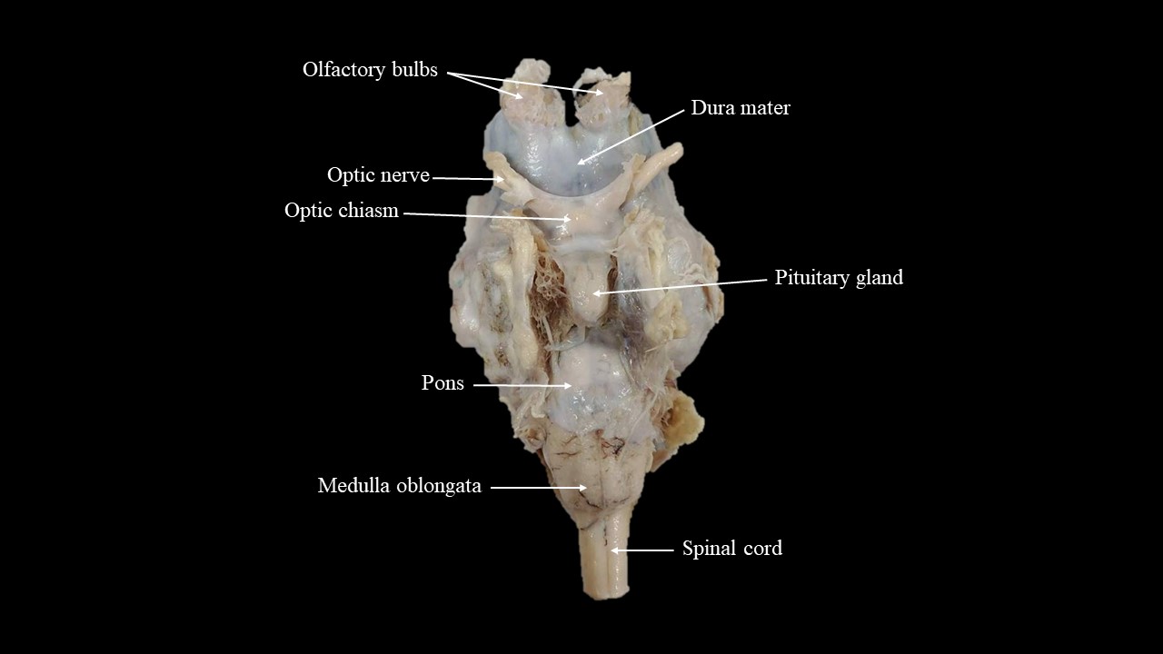 Ventral view of the sheep brain.