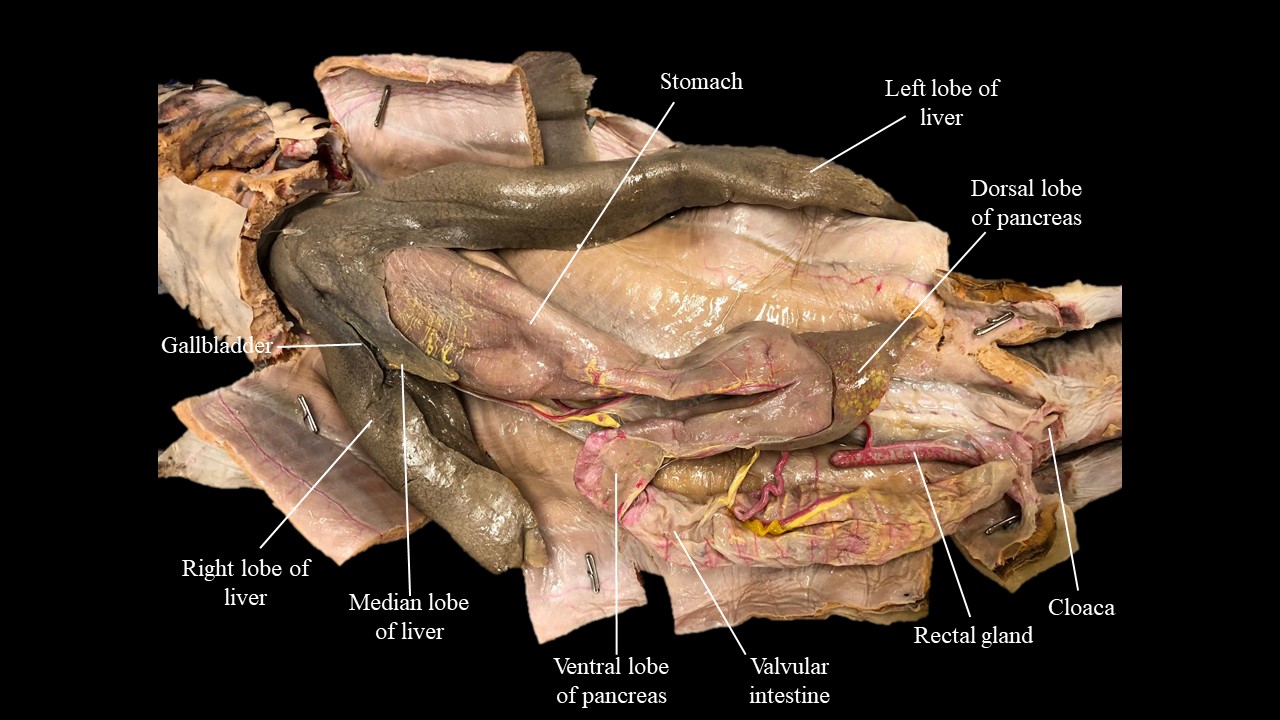 Vista ventral del sistema digestivo del tiburón.
