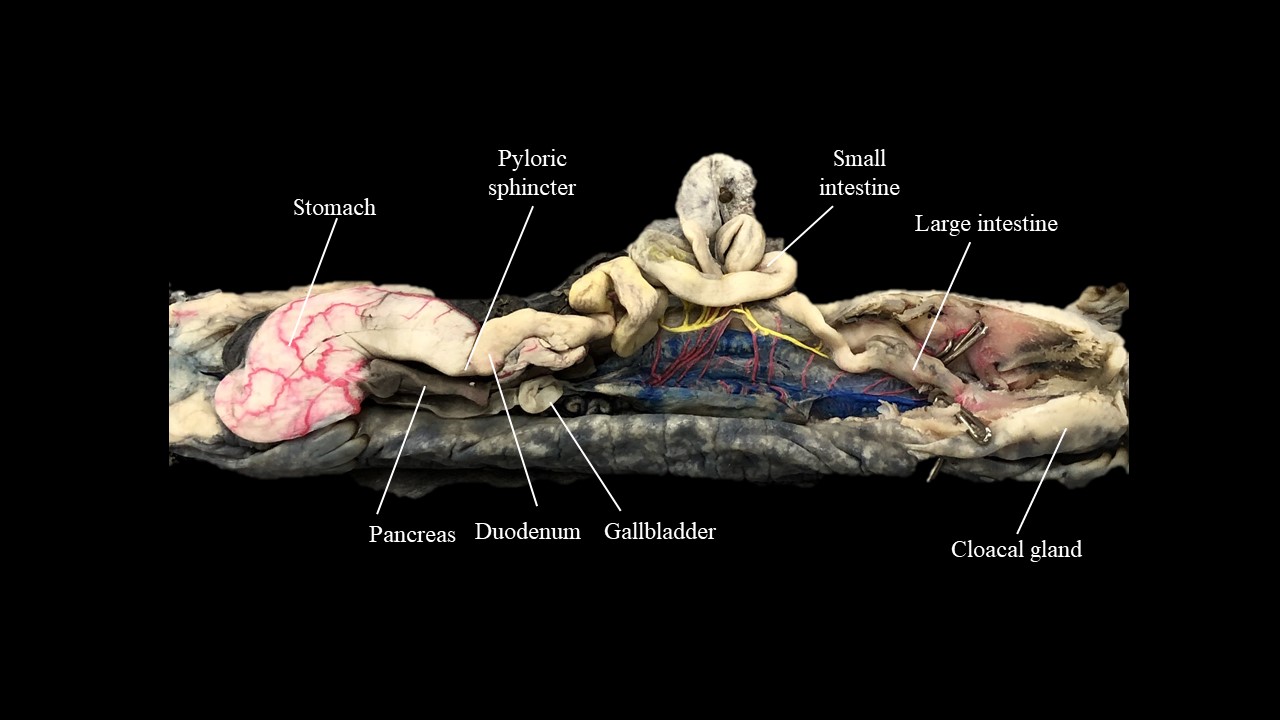 Ventral view of mudpuppy digestive system.