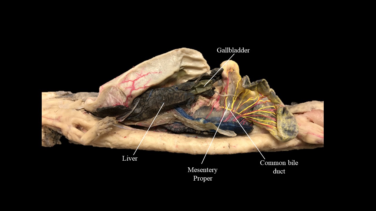 Lateral view of the mudpuppy digestive system.