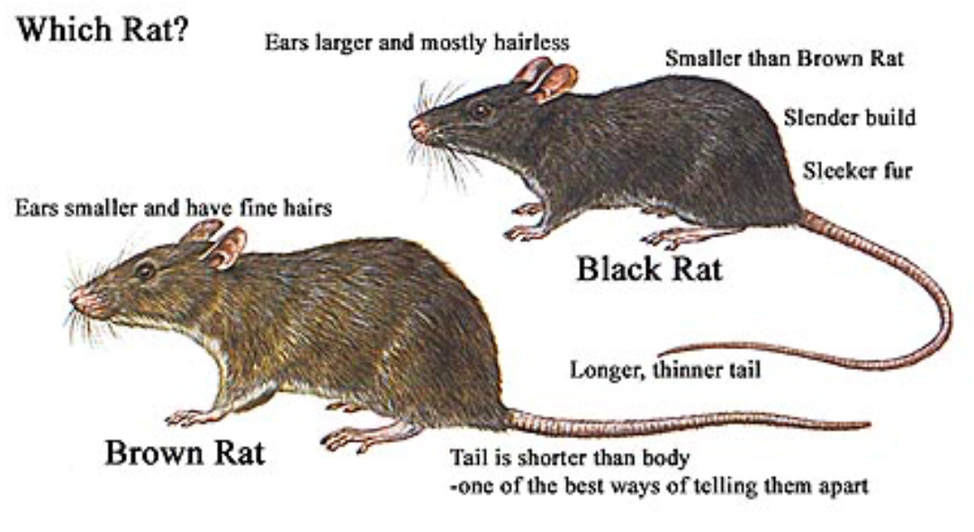 Imagen de una rata parda y una rata negra, mostrando diferencias en las características físicas.