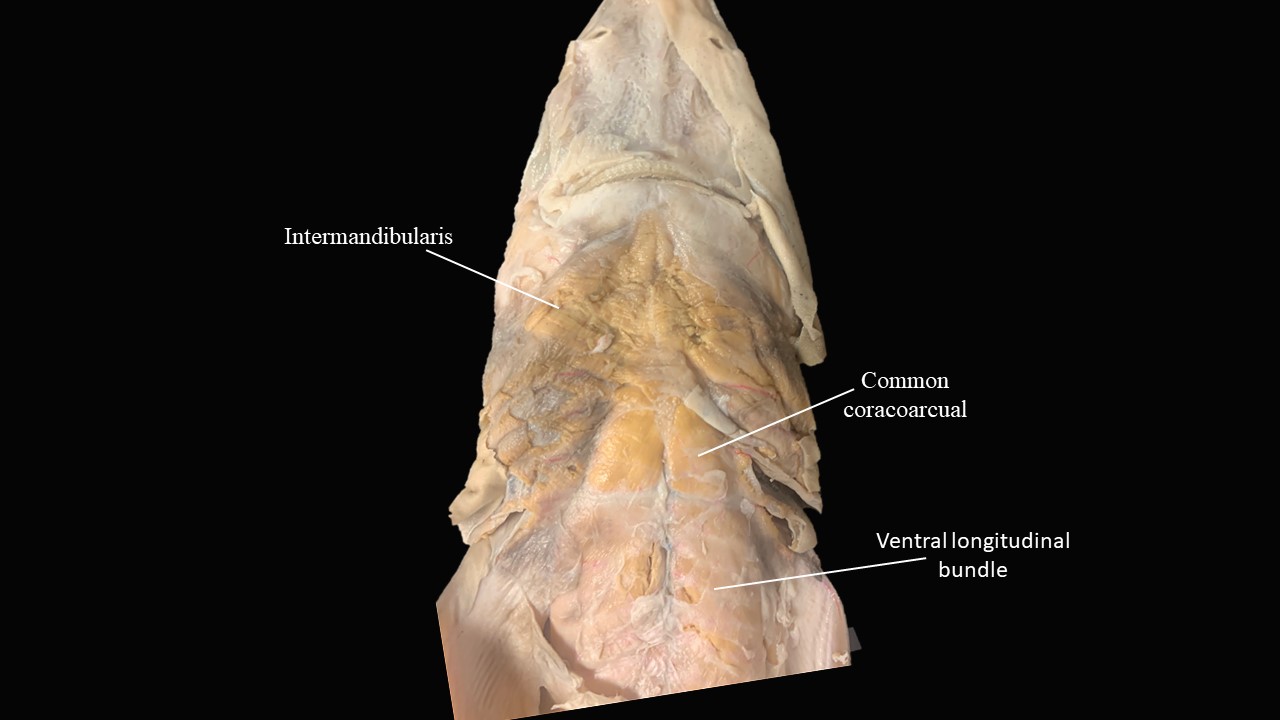 Vista ventral de la musculatura de la cabeza de Escualus.