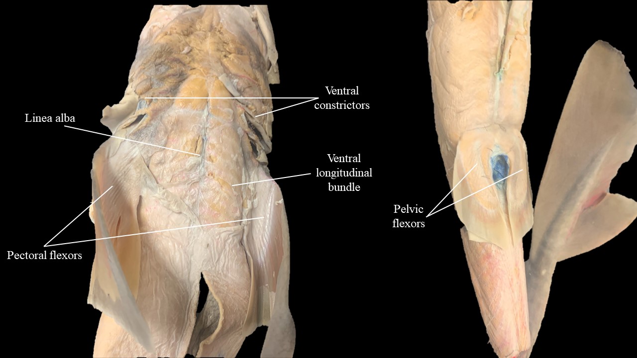 Vista ventral de la musculatura de cabeza y tronco de Escualus.