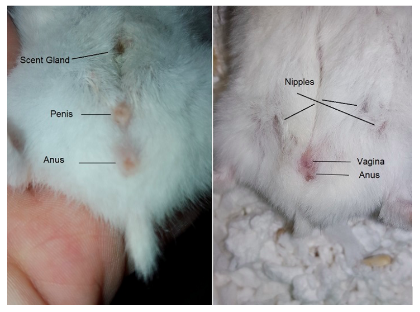 Image of the appearance of male and female hamster gender differences.