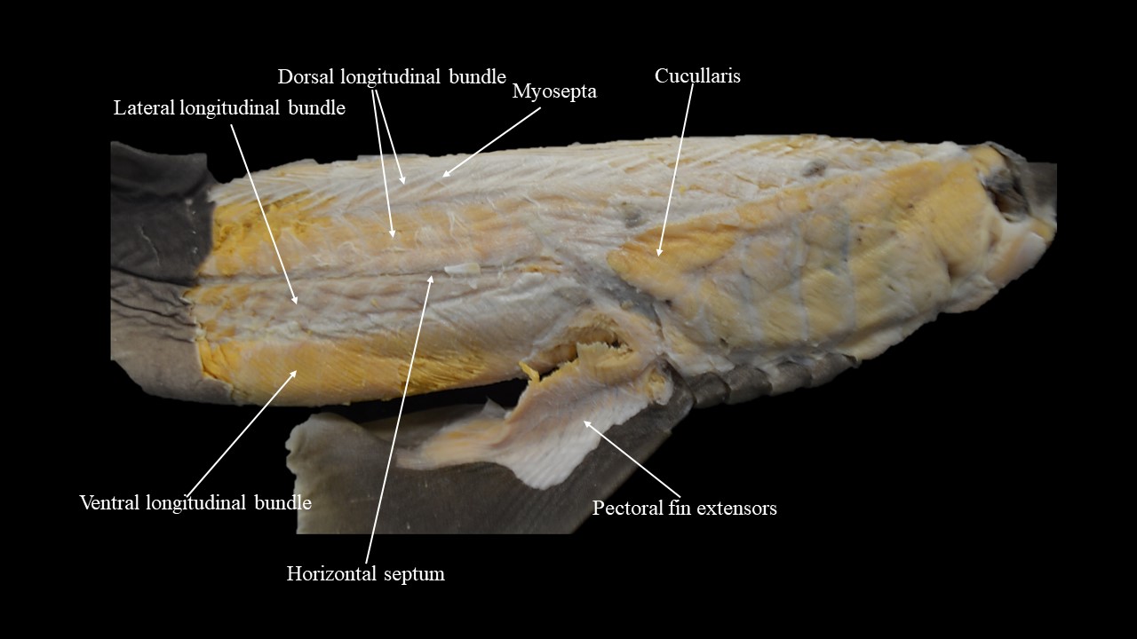 Vista lateral de la musculatura troncal de Escualus.