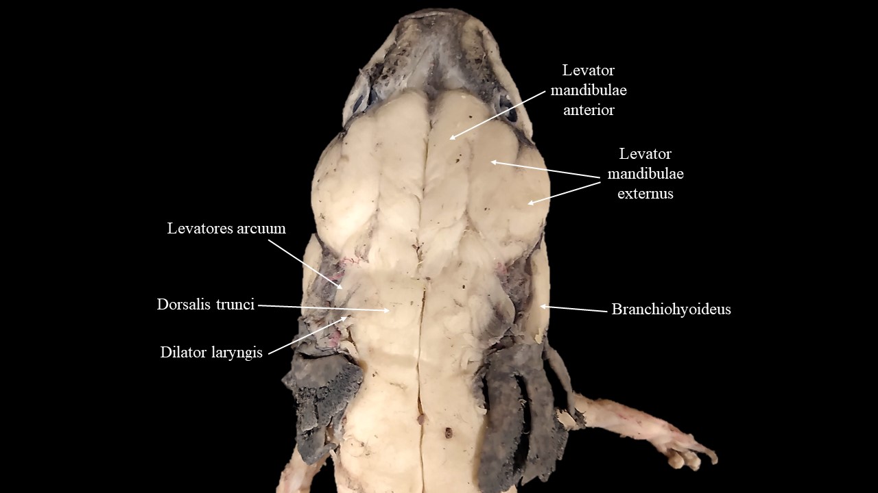 Musculatura de la cara dorsal de la cabeza de Necturo.