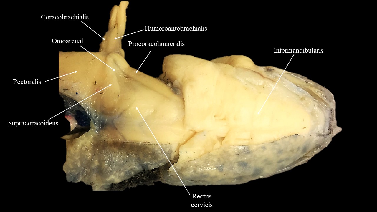 Musculatura superficial de la cara ventral de la cabeza de Necturus