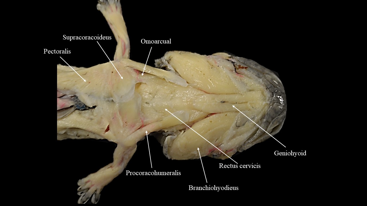 Musculatura profunda del aspecto ventral de la cabeza de Necturus.