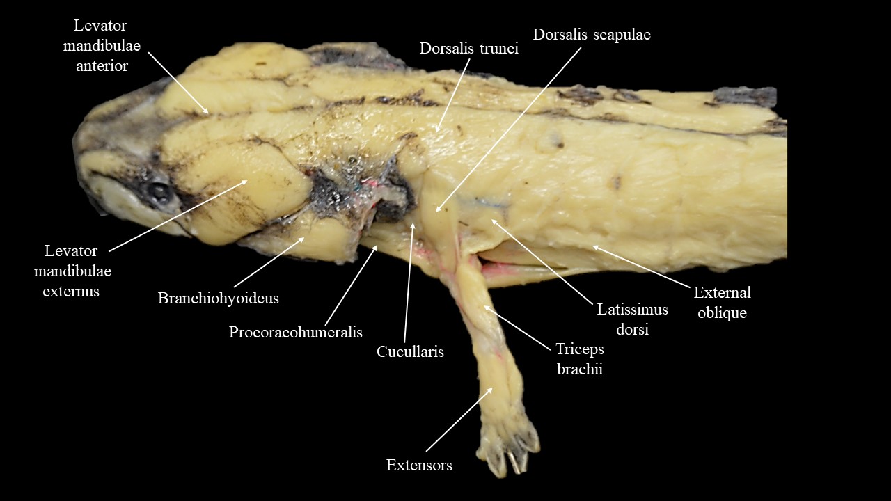 Vista lateral de la musculatura de las extremidades anteriores de Necturus.