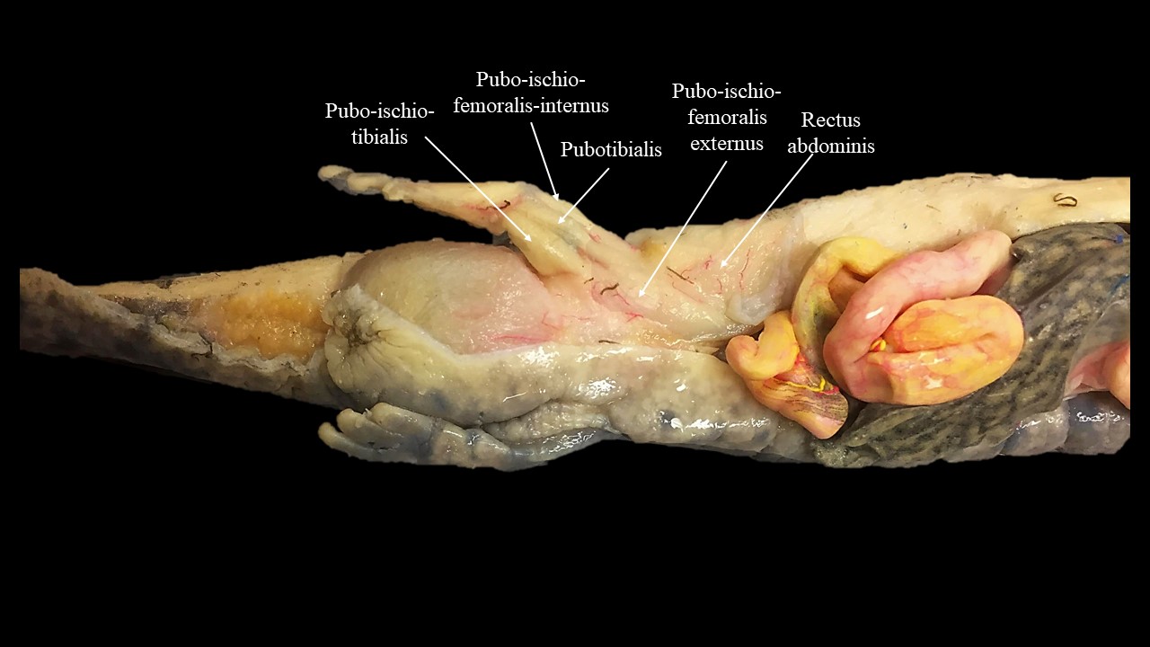 Musculatura del aspecto ventral de la extremidad posterior de Necturus.