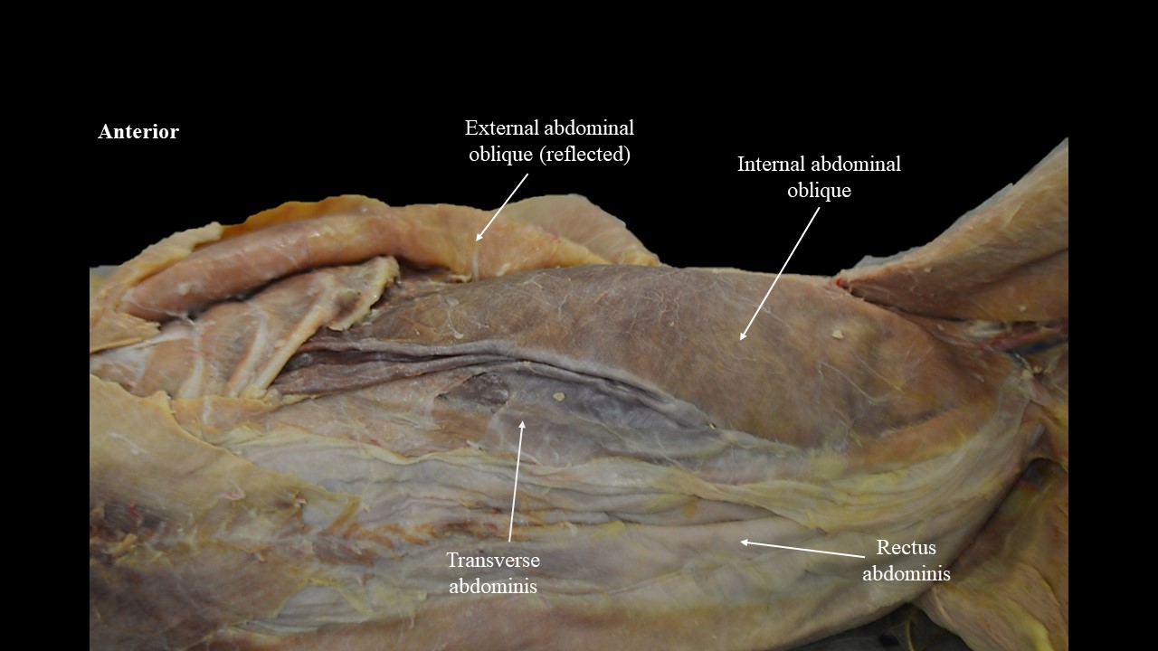 Vista ventral de los músculos abdominales del interior del gato.