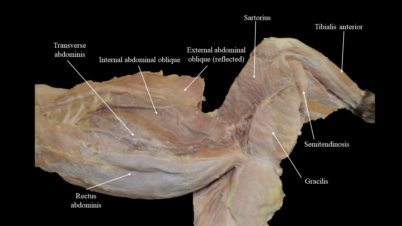 Vista ventral de los músculos abdominales y de las patas traseras del gato.