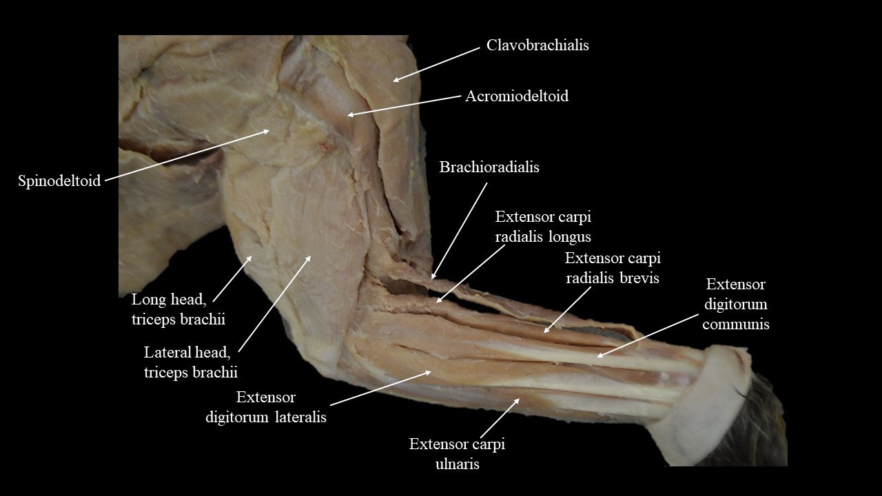 Vista lateral de los músculos de las patas delanteras del gato.