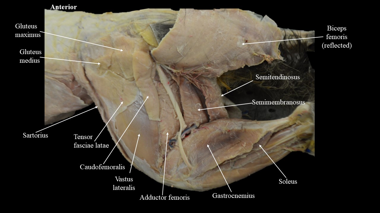 Vista lateral de la pata trasera del gato, bíceps femoral reflejado.